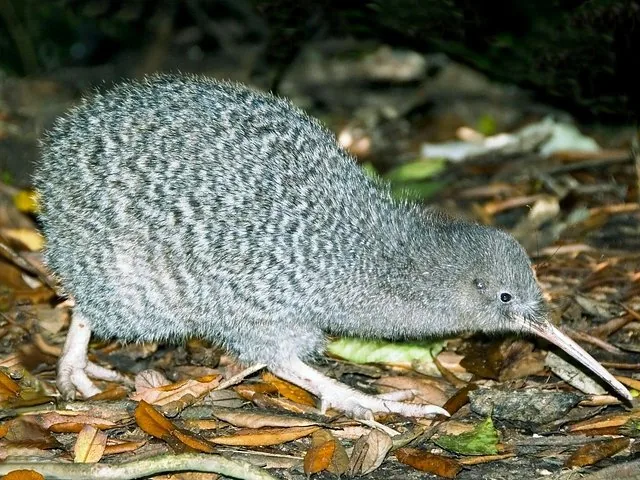 Ein Zwergkiwi auf Nahrungssuche zwischen trockenem Laub am Waldboden.