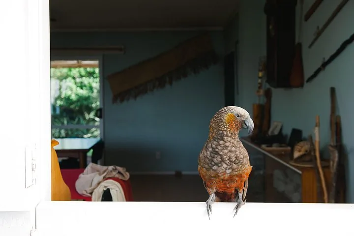 Ein Kaka-Papagei sitzt auf einem weißen Geländer und schaut in einen Raum.