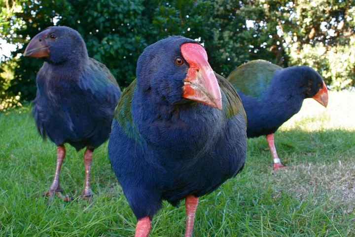 Drei Takahē-Vögel stehen auf grünem Gras, im Hintergrund Blattwerk.