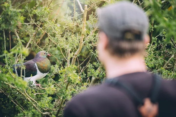 Eine Person betrachtet eine Kererū, die in einem Busch sitzt.