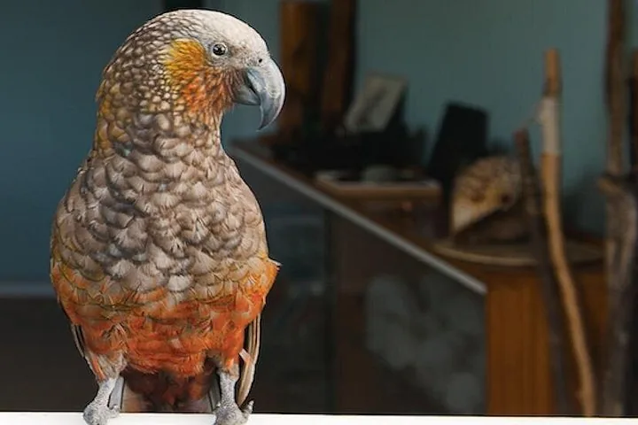 A close-up of a kaka parrot perched indoors with a carved staff behind it.