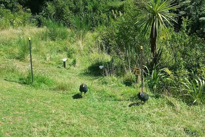 Zwei Takahē-Vögel stehen neben einem Drahtzaun auf einer Grasfläche.